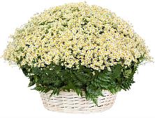 Цветочная композиция из Ромашки в корзине #REPLACE_PRED# Татарке